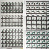 T61 盆景艺术大版票